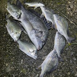 ★★アタリ連発・うなぎ釣りのはずが★★