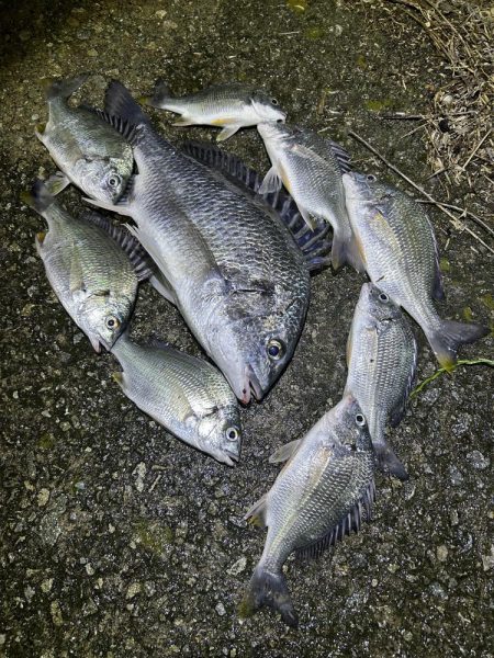 ★★アタリ連発・うなぎ釣りのはずが★★