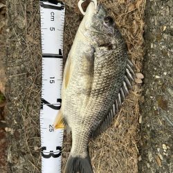 チニングシーズン突入