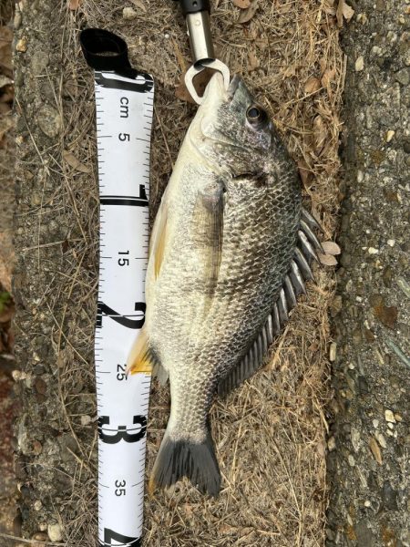 チニングシーズン突入