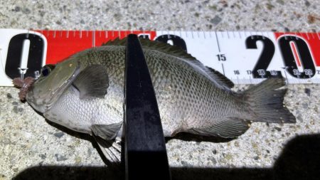 グレ本格的に釣れ始めてきた！