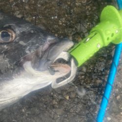 ワカメの上で一枚