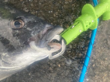 ワカメの上で一枚