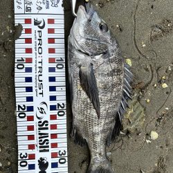 チヌとキス調査