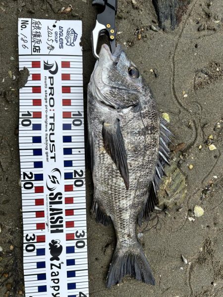 チヌとキス調査