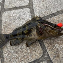 穴釣りでタケノコ