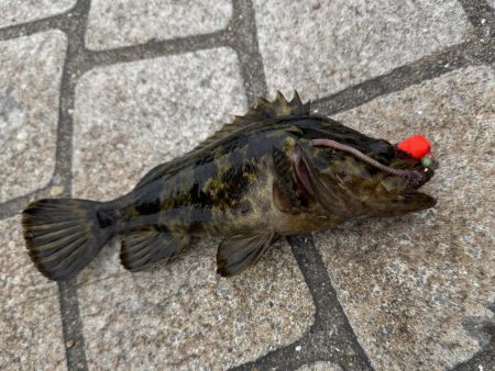 穴釣りでタケノコ