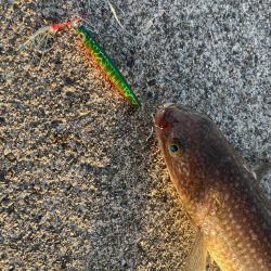 ジギング　エギング