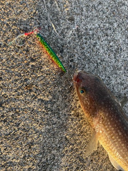 ジギング　エギング