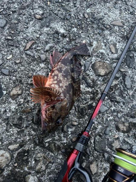 春のガッシー祭り終盤