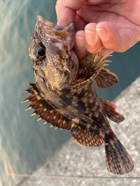 春のガッシー祭り終了!