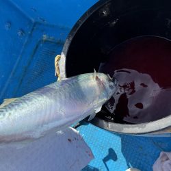 大サバパラパラ