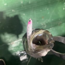 ワンダー60にアジ