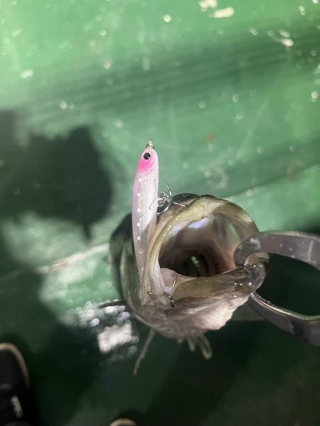 ワンダー60にアジ