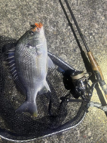 爆風の中爆釣👍