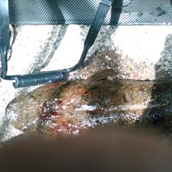 ホームグラウンドに魚が帰ってきたかの調査釣行＾＾。