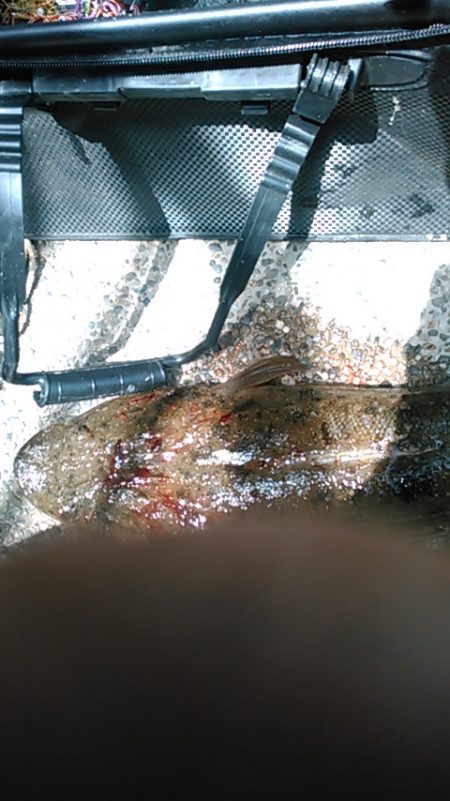 ホームグラウンドに魚が帰ってきたかの調査釣行＾＾。