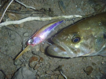 5月のバス釣り