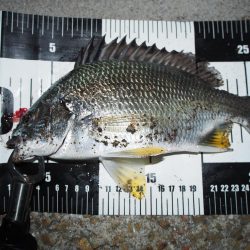 チヌが帰って来たようです。