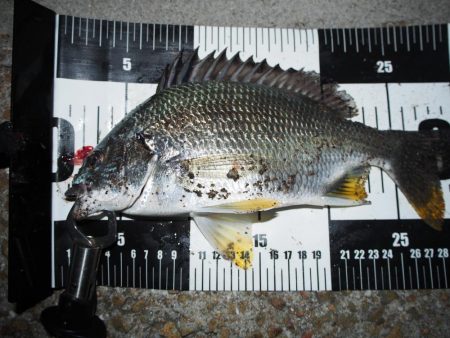 チヌが帰って来たようです。