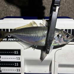 43cmのビッグな外道!