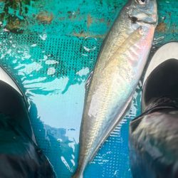 ジャンボアジ釣り