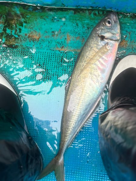 ジャンボアジ釣り