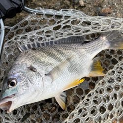 日曜日チニング