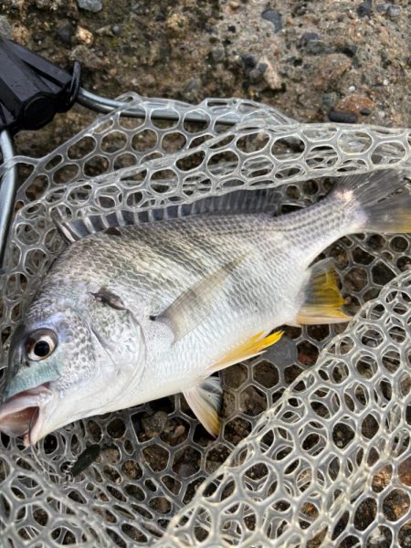 日曜日チニング