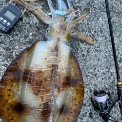 春イカ 自己記録更新!