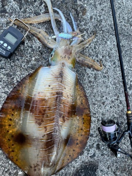 春イカ　自己記録更新！