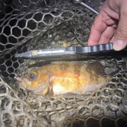 新しいデザインのワームでメバリング