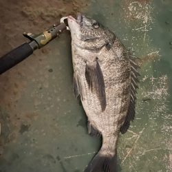 玉網忘れてもうた