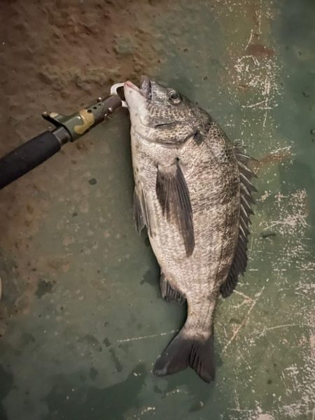 玉網忘れてもうた