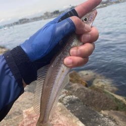 シロギス釣行！