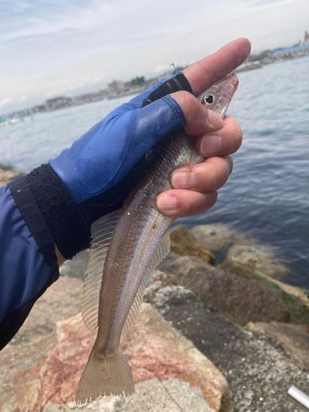 シロギス釣行！