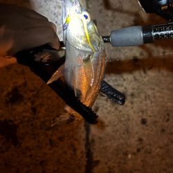 夜のライトゲーム