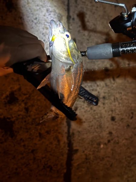 夜のライトゲーム