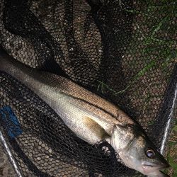 紀ノ川のシーバス