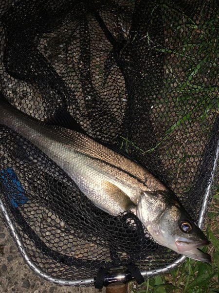 紀ノ川のシーバス