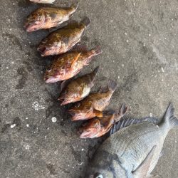 底物好調です♪