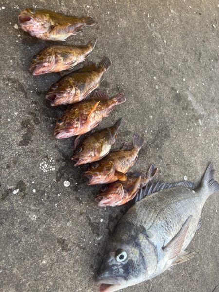 底物好調です♪