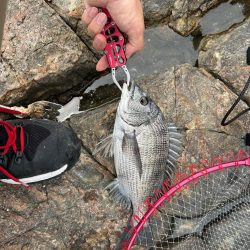 チヌ釣り　日生沖