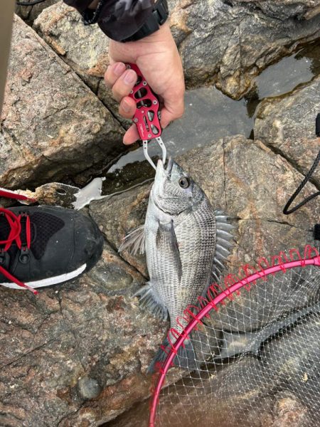 チヌ釣り　日生沖