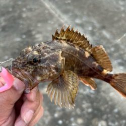 久しぶりのアコウ調査