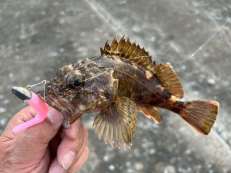 久しぶりのアコウ調査