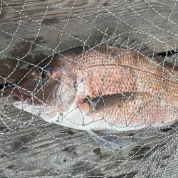 初めてのイシガキダイGET♪