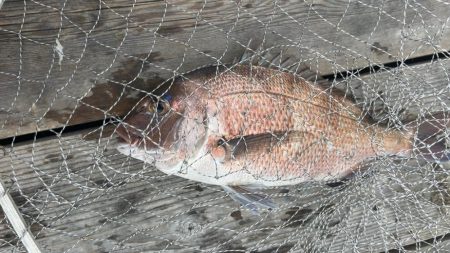 初めてのイシガキダイGET♪