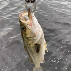 春シーバス、チヌ