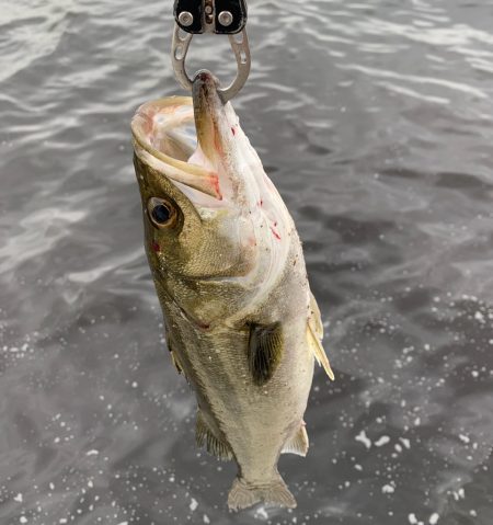 春シーバス、チヌ